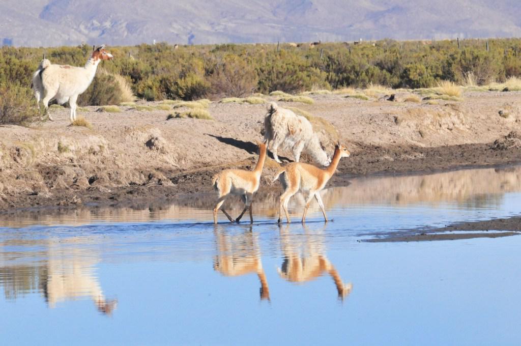 Humedales-Altoandino-Laguna-de-los-Pozuelos-Author-Chris-Baker-