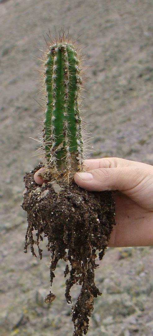 multimedia.normal.8604dee06b2f2e89.70726f796563746f2d6361637475732d72617175656c2d70696e746f2d6d61795f6e6f726d616c2e6a7067