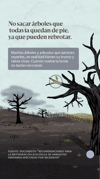 20201104_Stories_recuperarecosistemasfuego-04