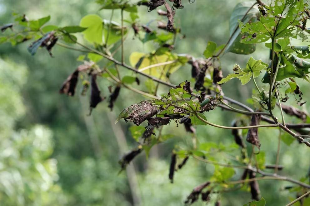 3VPR4XD6ERG2LO2OJOZ5KJFZDE