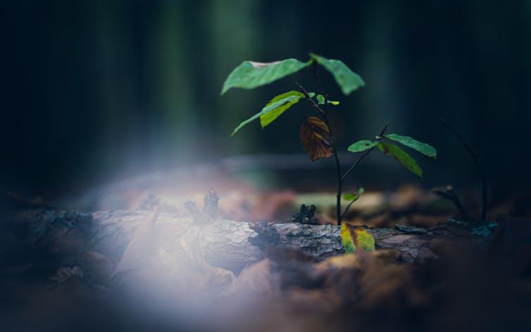 file-20201127-24-1bqyyct