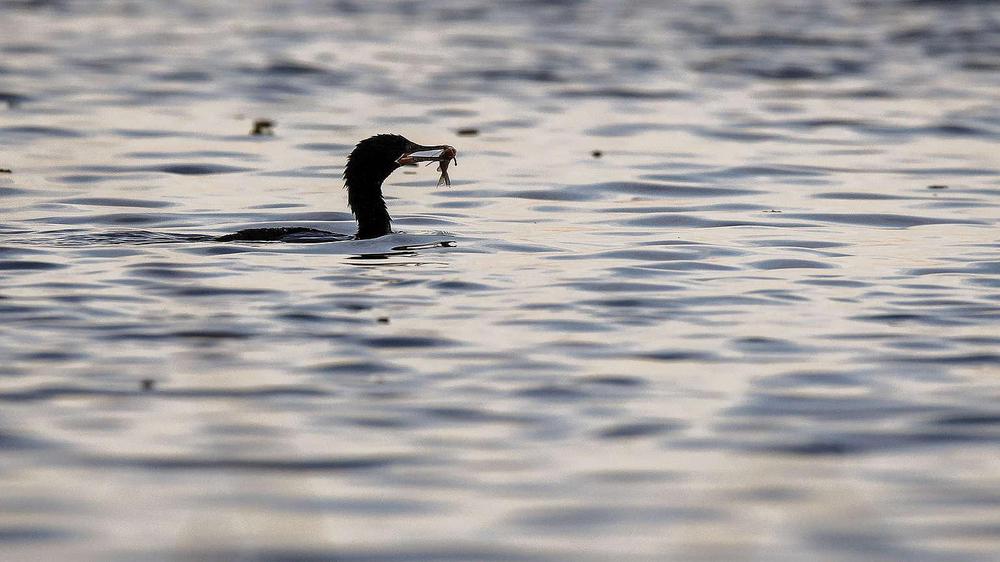 e00bea08-3-eduardo-bodino-bigua-con-pez-1536x864