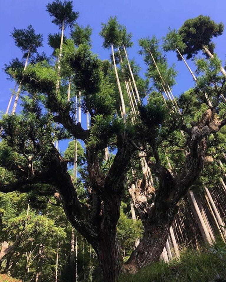 T Cnica Ancestral Japonesa Es Capaz De Producir Madera Sin Talar Rboles