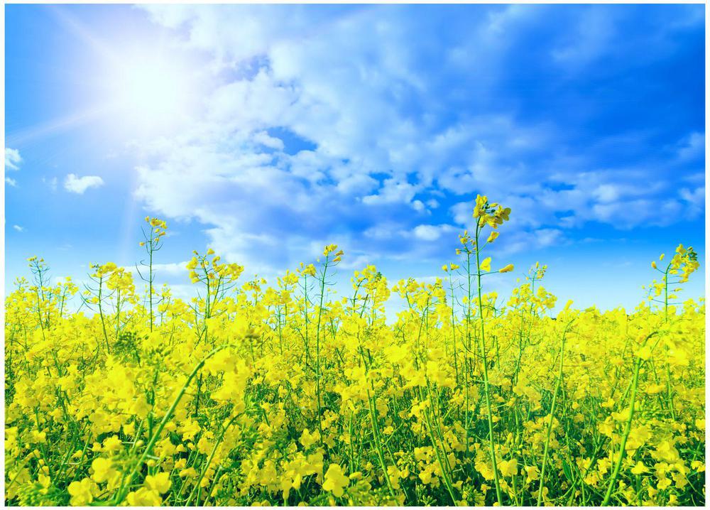 albedo-flores-calentamiento-global.16-07-2021.medio-ambiente-1536x1103