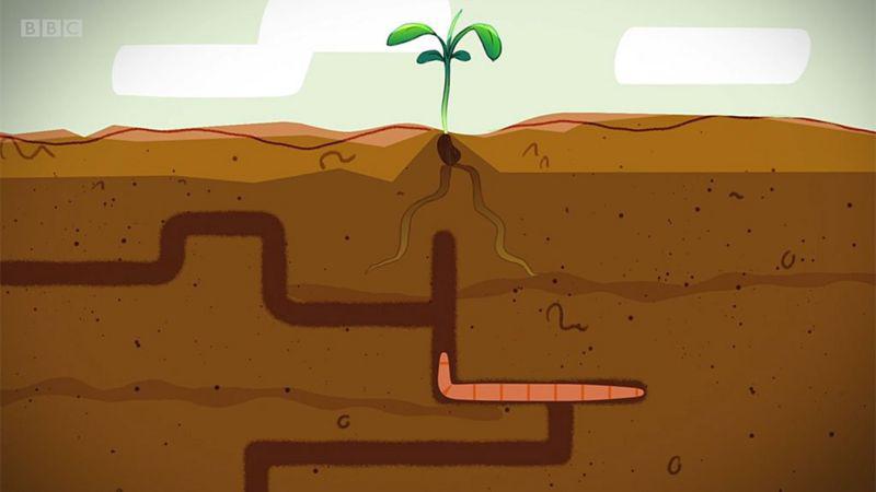 _116095484_tierra-lombriz