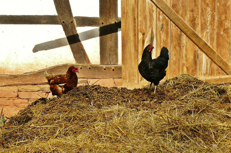 estiercol-de-gallinaza