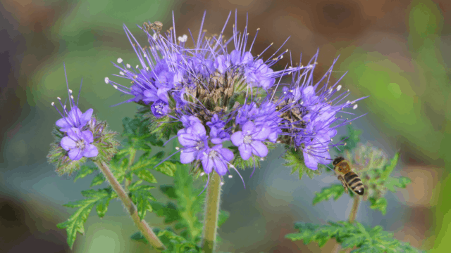 Flores-de-facelia-640x360