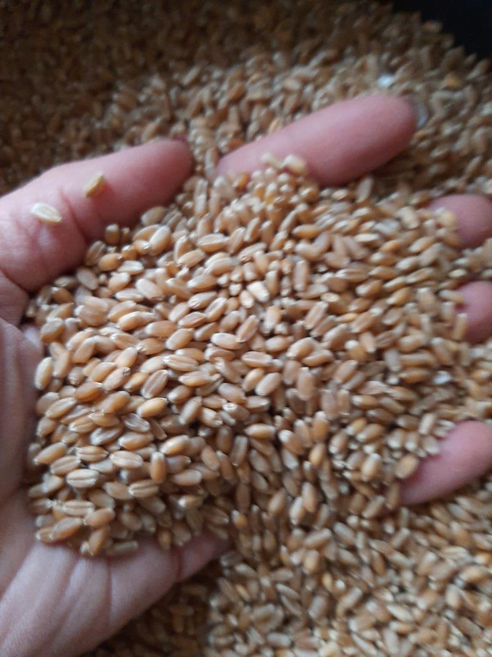 WhatsApp-Image-2021-03-17-at-09.23.08-2