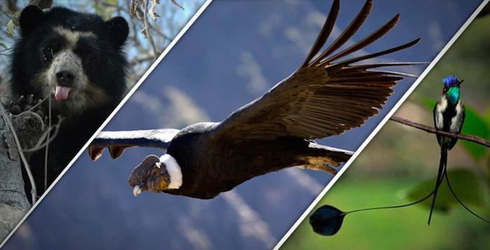 animales-en-peligro-de-extincion