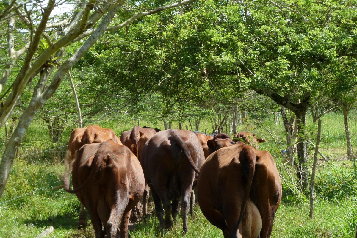 Intensificación-Sostenible-A.-Zuluaga-3-1200x800