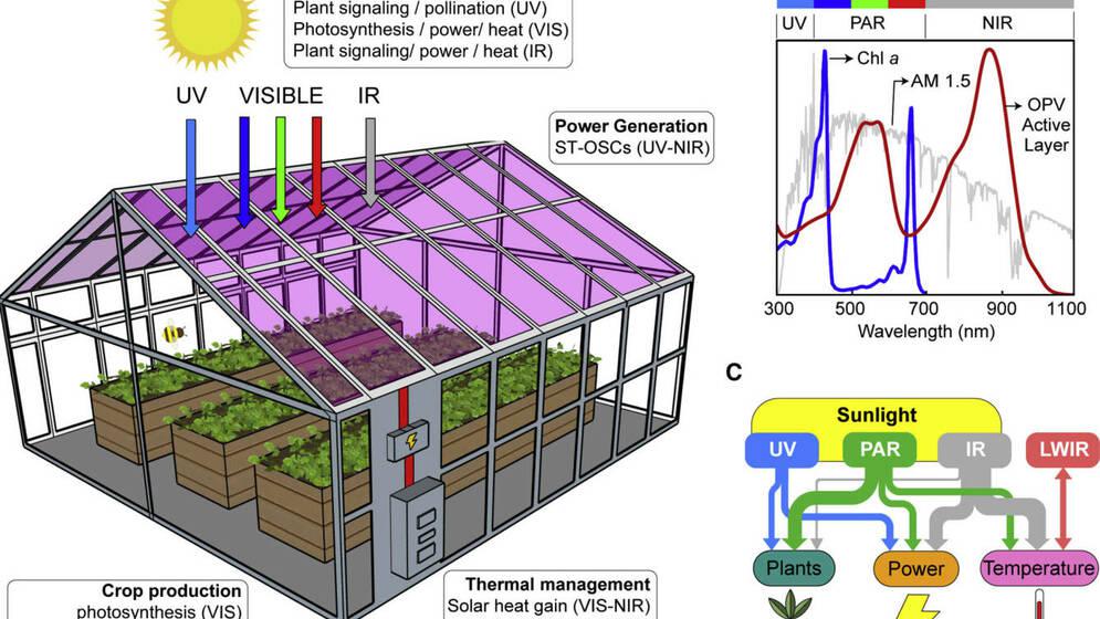 ilustracion-universidad-estatal-de-carolina-del-norte