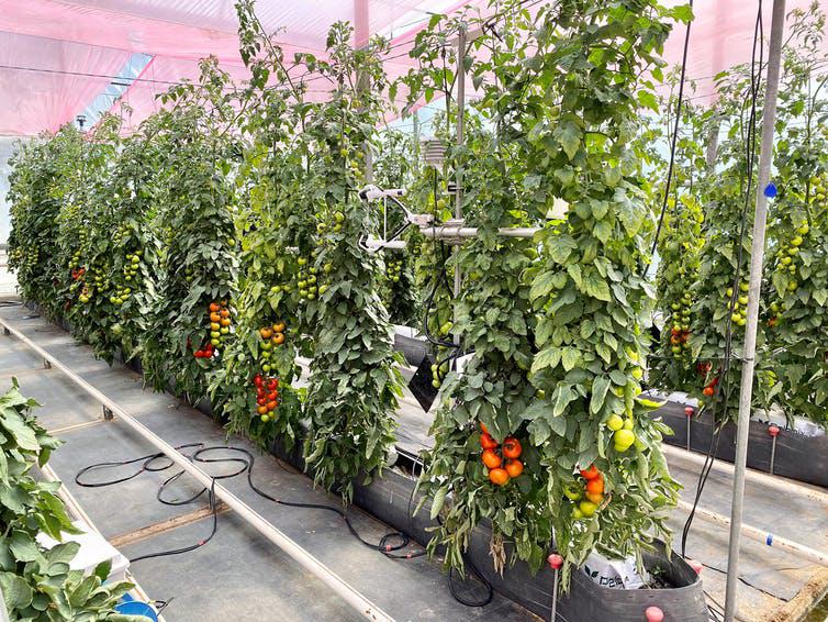 file-20211218-15-1jfxyk2