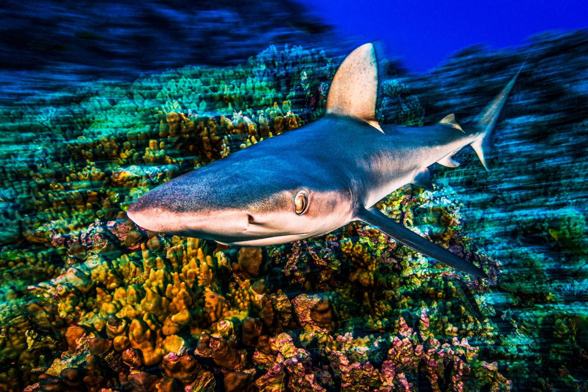 ESM_2319-Oceana-Eduardo-Sorensen-Motu-Motiro-Hiva-1200x800