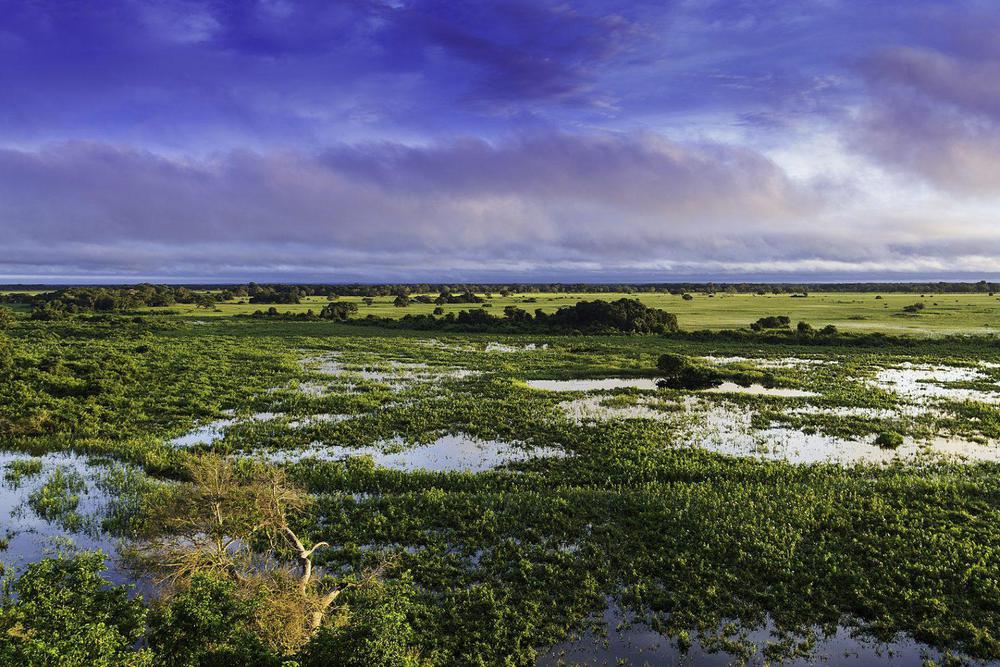 1617px-Pantanal_Mato_Grosso_Brasil-1536x1026