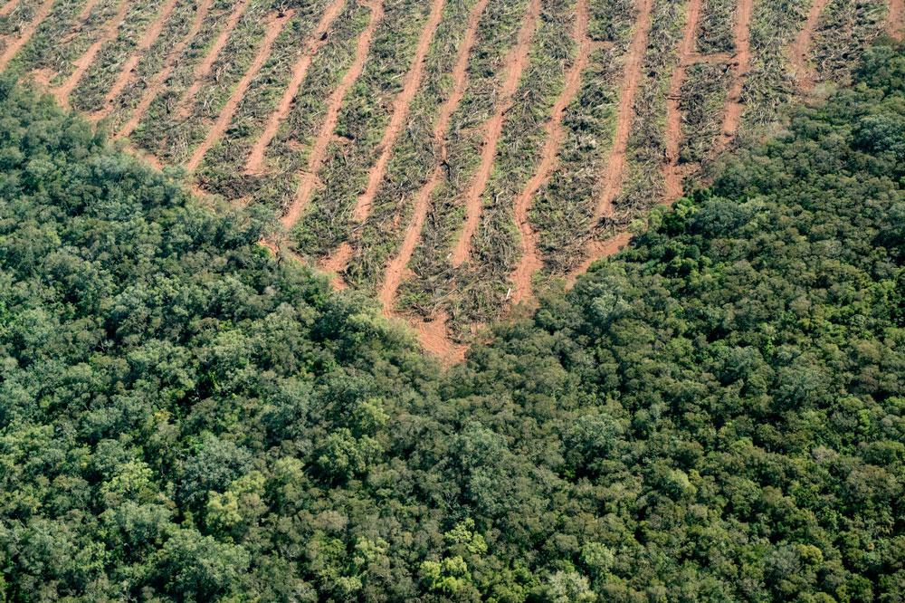 el-accionar-de-las-topadoras-deja-un-crudo-contraste-entre-la-vida-y-la-muerte-de-los-bosques