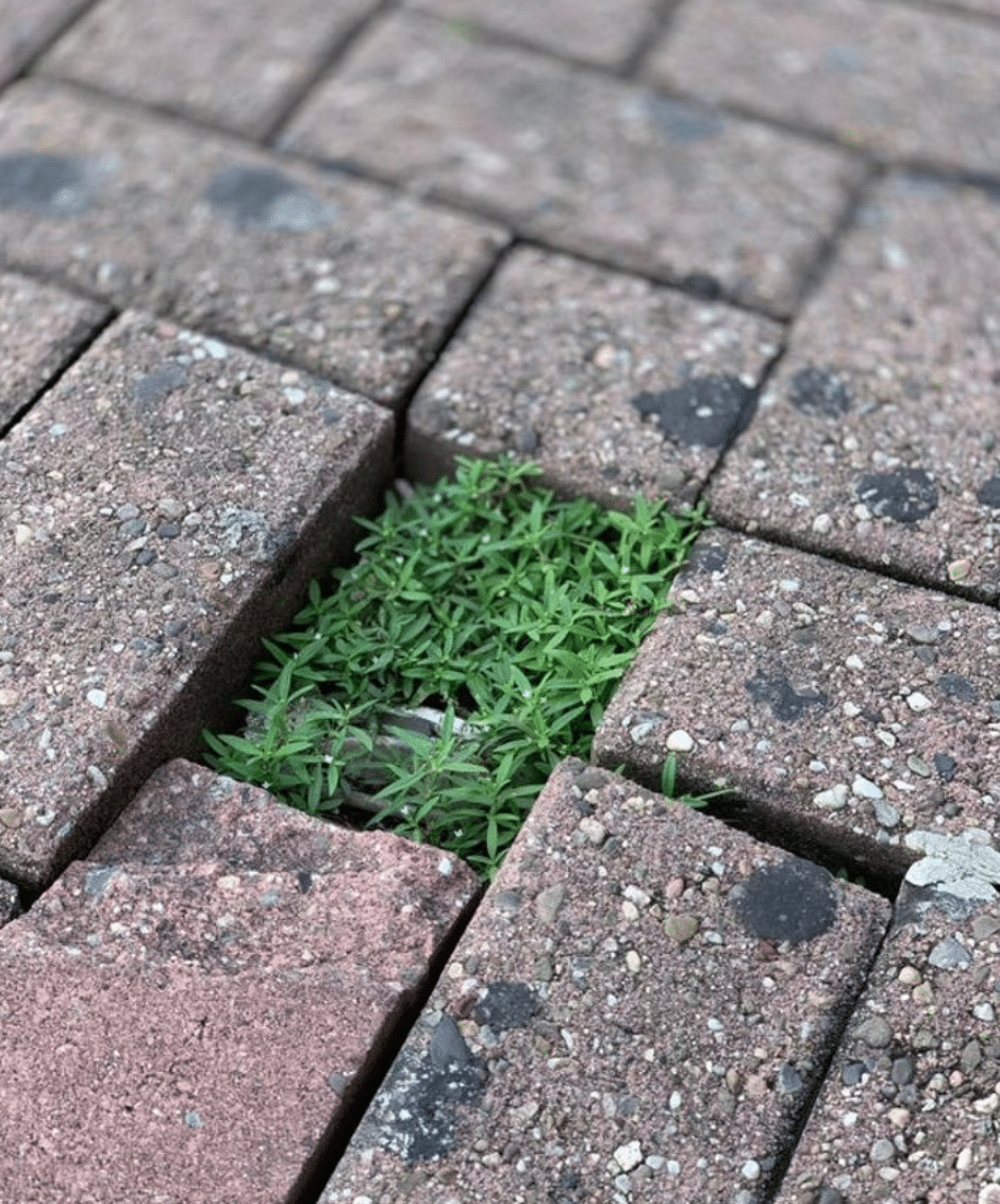 Captura-de-Pantalla-2020-06-26-a-las-13.49.46