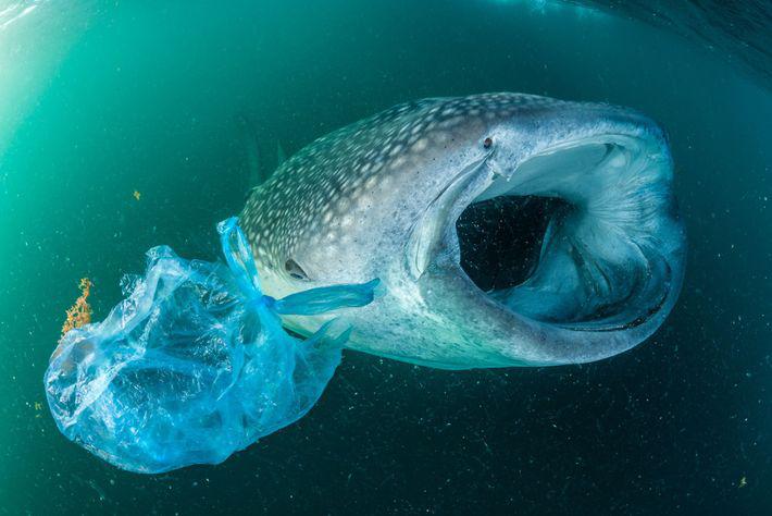 animals-plastic-nationalgeographic_2283735