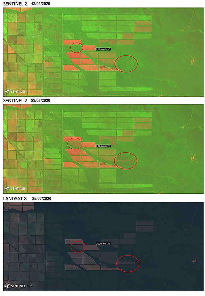 comparativa-de-imígenes-satelitales-desmonte-en-finca-san-francisco-2020-712x1024-1