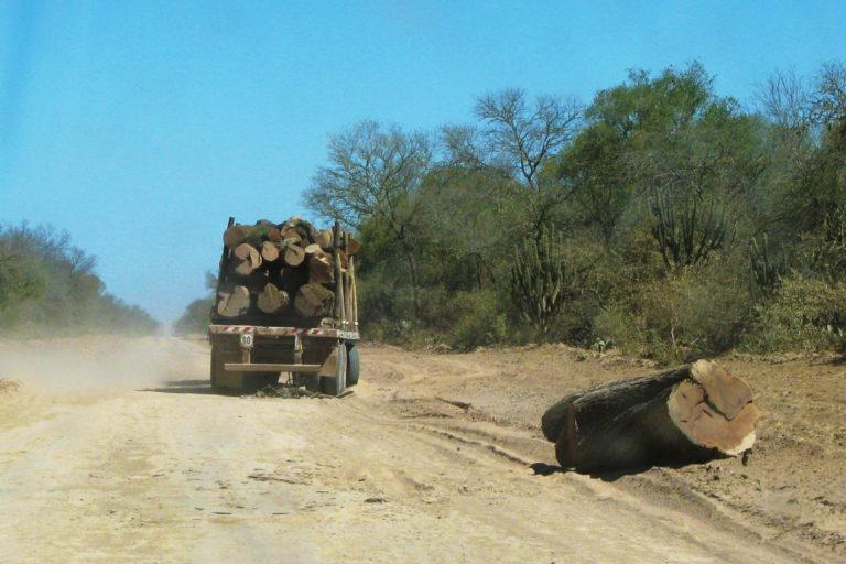 gran-chaco-deforestacion-argentina-14-768x512
