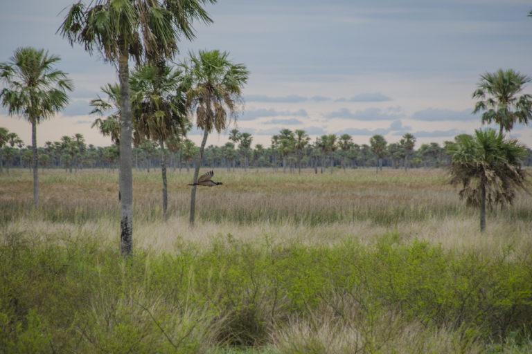 gran-chaco-argentina-12-PN-Chaco-Foto-Parques-Nacionales-03-768x512