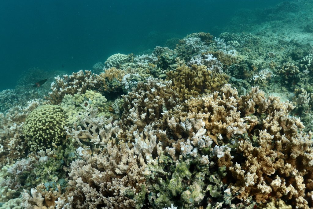 21cil-corals-02-jumbo