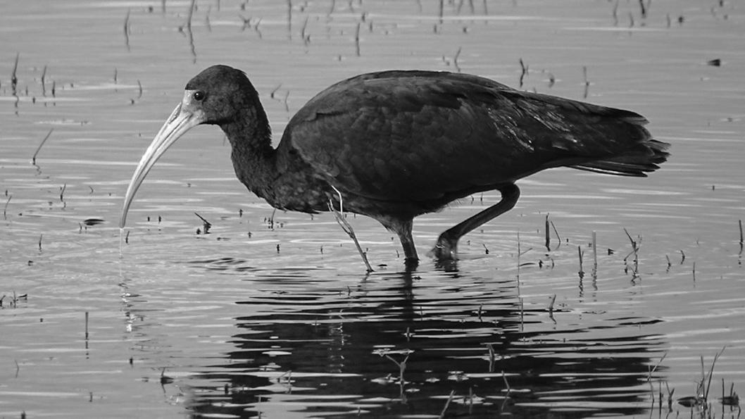 Pajaros-Avistaje-cambio-climático-aves-Cuervillo-cara-pelada