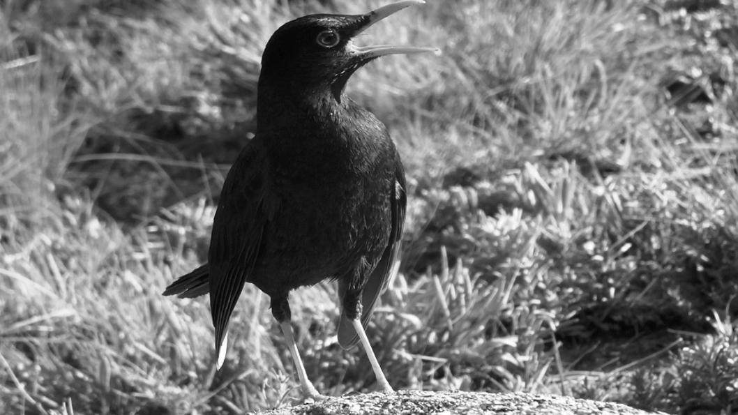 Pajaros-Avistaje-cambio-climático-aves-Zorzal-Chiguanco
