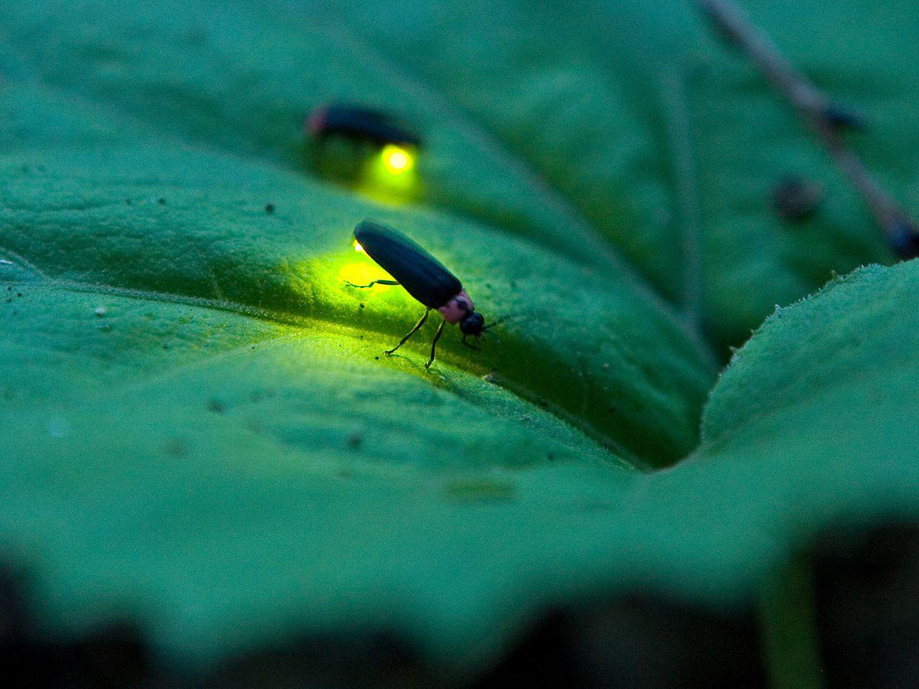 luciernaga-peligro-extincion.22-03-2021.natura-medio-ambiente