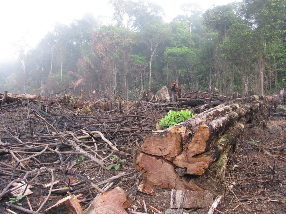 Deforestacion-amazonia-Brasil