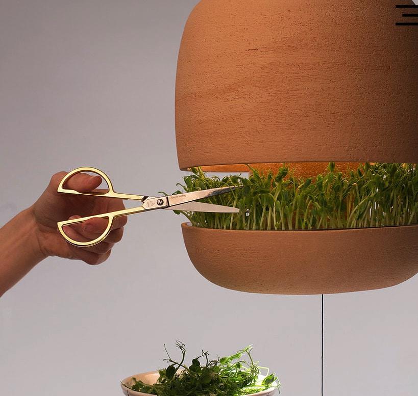 Lampara-Brot-cultivo