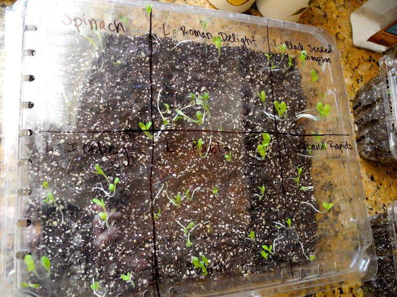 mini-invernaderos-para-germinar-semillas3