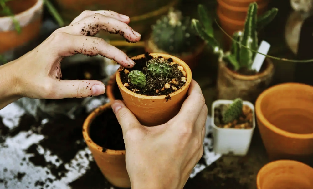 cafe-para-las-plantas-6