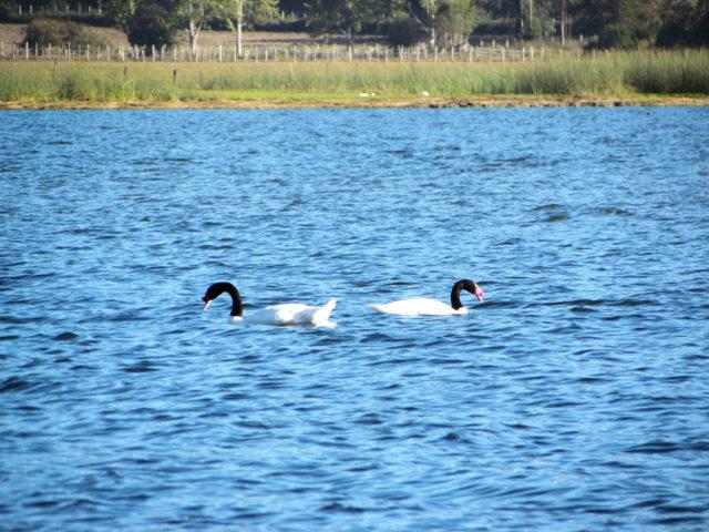 lago-lleu-lleu-tiene-las-aguas-ms-limpias-de-chile-gracias-a-la-proteccin-mapuche2-640x480