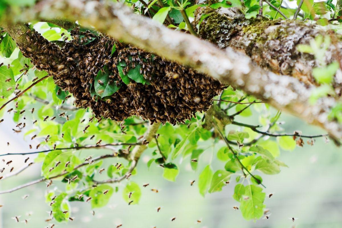 polinizadores-y-flores-11