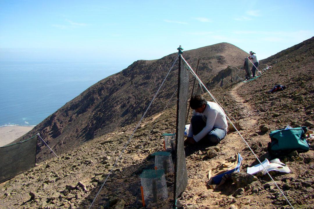 multimedia.normal.b85f1324227ae411.70726f796563746f2d6361637475732d72617175656c2d70696e746f2d696e735f6e6f726d616c2e6a7067