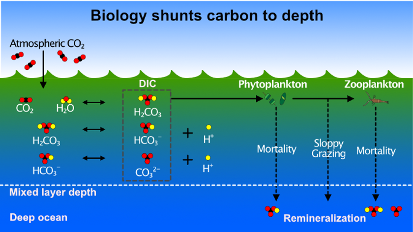 11c77a_67ec9d6273b34b779d702e4e146b41f3_mv2