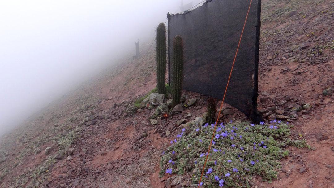 multimedia.normal.a60e552efc490665.70726f796563746f2d6361637475732d72617175656c2d70696e746f2d6f63745f6e6f726d616c2e6a7067