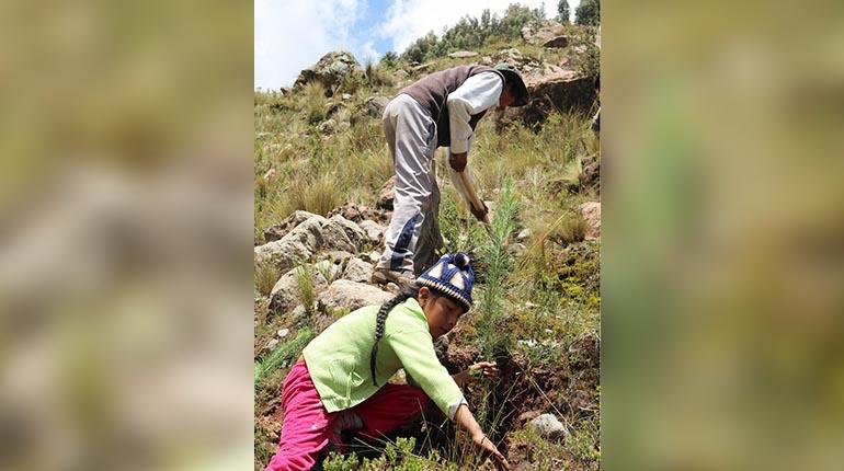 campañas-de-reforestación-en-las-cuencias-de-Kaerya-y-Collpa.-Foto-Agrecol