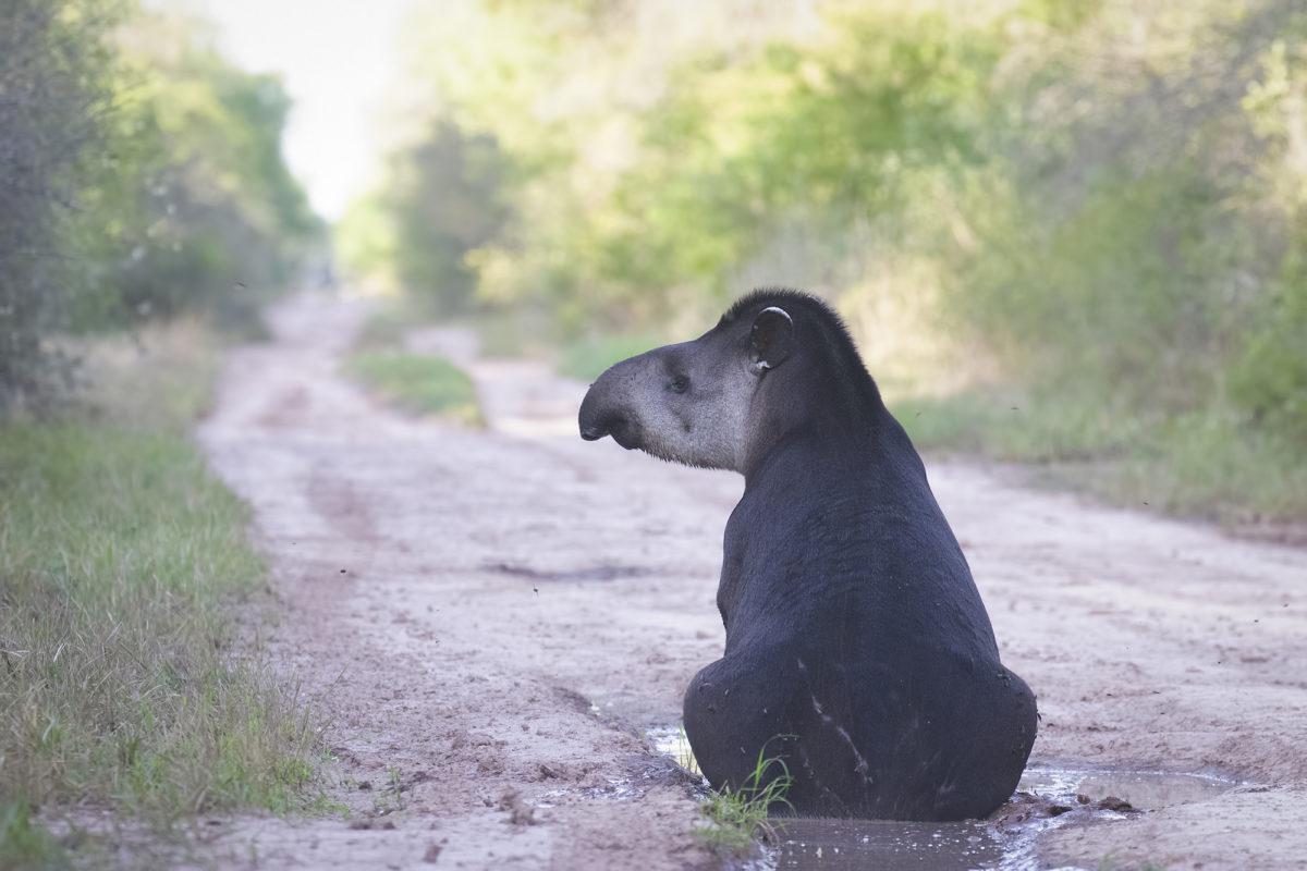 Gerardo-Cerón-El-Impenetrable-tapir-2019-103-2-1-1200x800