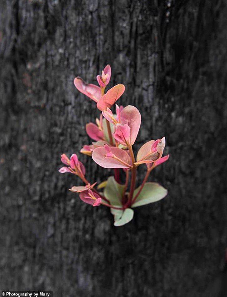 23140096-7863795-The_images_of_the_vegetation_regrowth_were_captured_on_an_outing-m-19_1578474662026