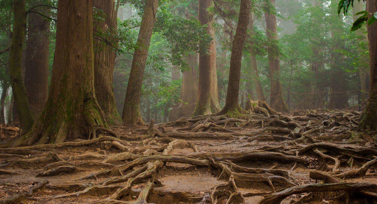 arboles-seres-elevados-wood-wide-web