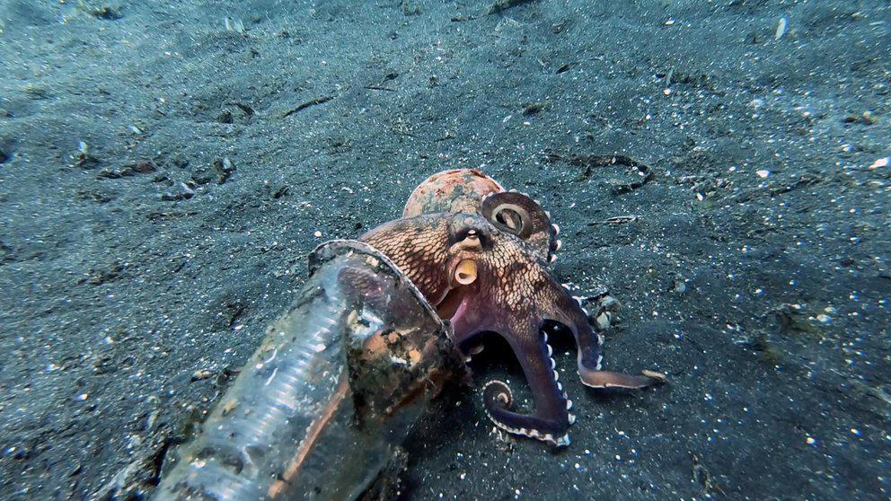 64JEMX6D4VHS7MDJNF4I6HYOE4