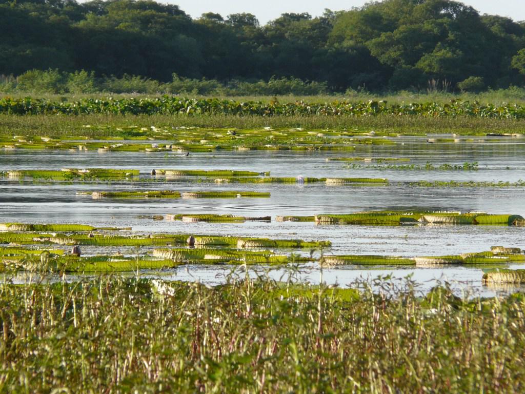 FOTO-9-irupe-delta-superior-letye