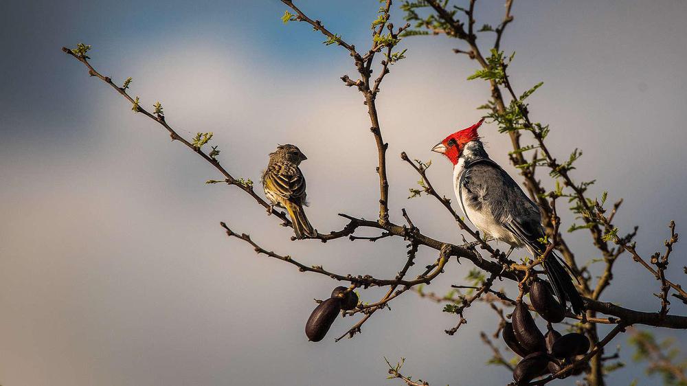 4833ab33-1-eduardo-bodino-cardenal-1536x864