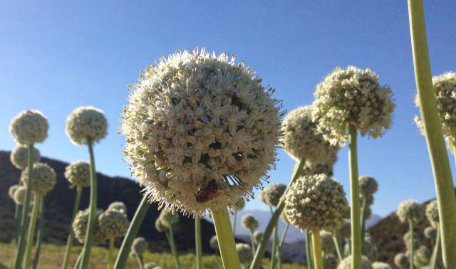 abejas-productos-dia-mundial-aguacate-cafe-almendras-4