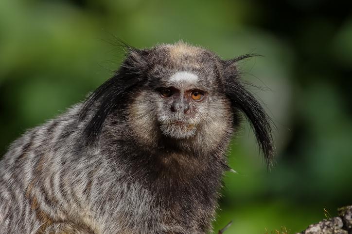 deforestación-animales-estrés