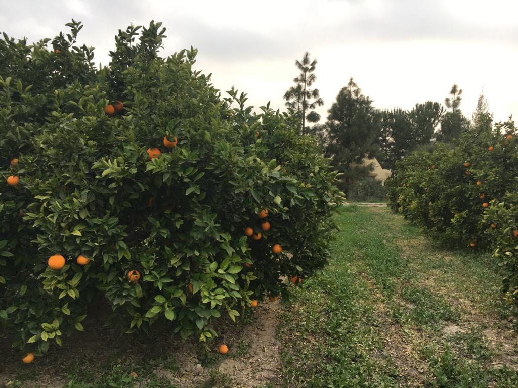 Cubierta-en-Naranjos