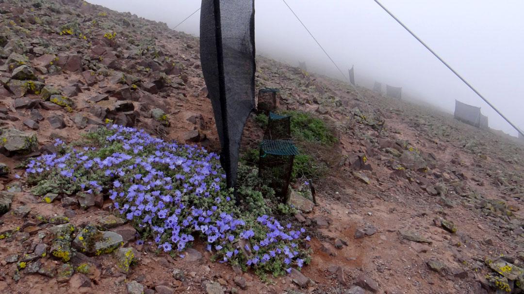 multimedia.normal.ac7958e13c3a3c58.70726f796563746f2d6361637475732d72617175656c2d70696e746f2d6174725f6e6f726d616c2e6a7067