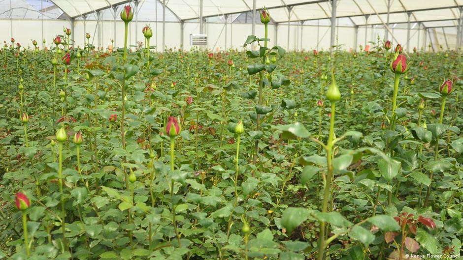 cultivo-flores-san-valentin