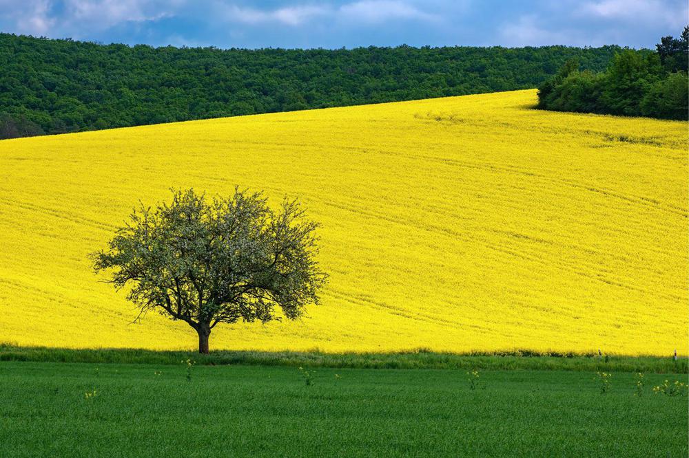 calentamiento-global-albedo-flores-.16-07-2021.medio-ambiente-1536x1024